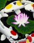 Tableau en Bois Laqué Peint, Motif Fleur de Lotus et 9 Poissons Carpe Koï. Décoration et Artisanat du Vietnam. Article vendu par la Boutique Art-saigon.com